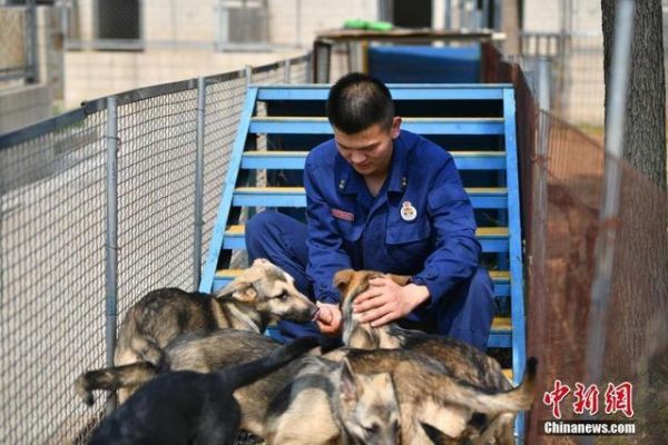 搜救犬们的“超级奶爸”