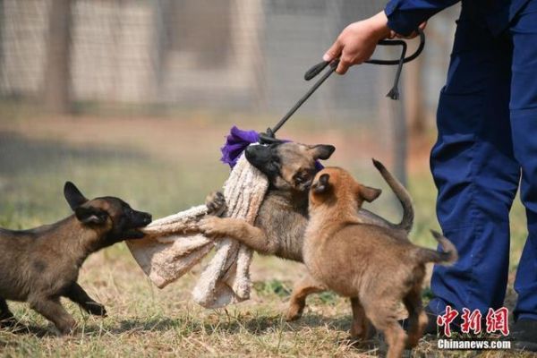 搜救犬们的“超级奶爸”