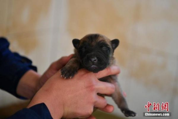 搜救犬们的“超级奶爸”