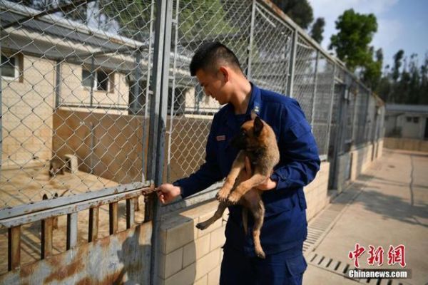 搜救犬们的“超级奶爸”