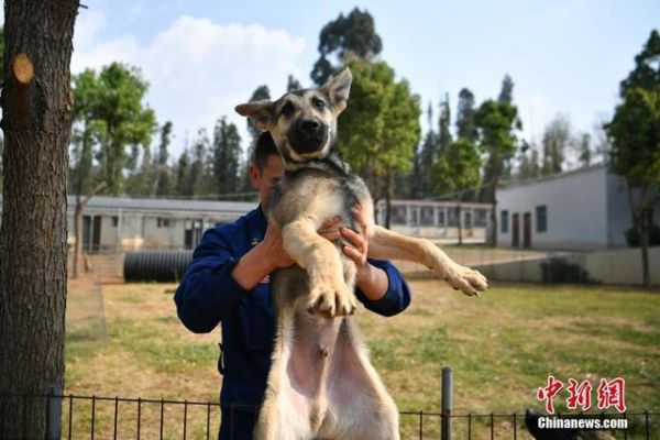 搜救犬们的“超级奶爸”