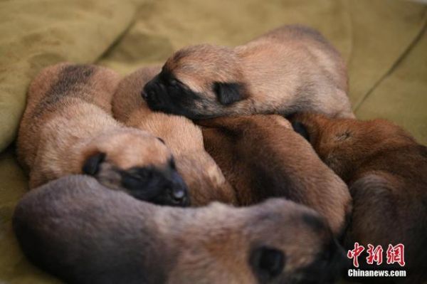 搜救犬们的“超级奶爸”