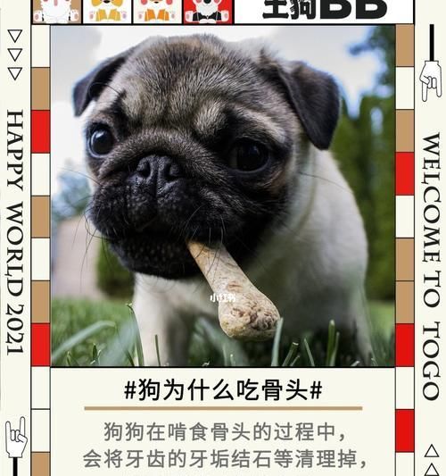 为什么狗狗喜欢吃骨头？（揭开狗狗爱吃骨头的真相，了解养宠人必知的常识）