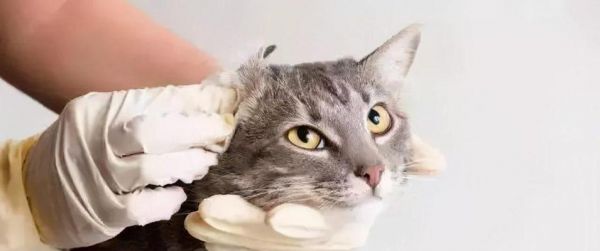 如何清洁小猫耳朵（宠物健康必备技巧）