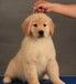 上海宠物狗狗犬舍上海狗场上海狗狗领养