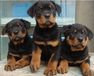 罗威纳犬价格_罗威纳犬多少钱_罗威纳犬图片_罗威纳领养转让