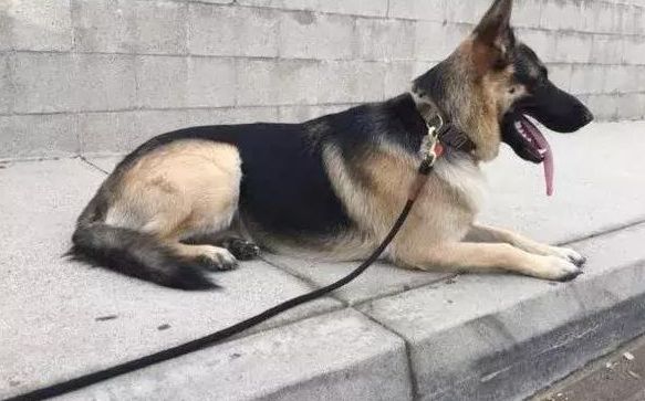 狗狗被领养后每天晚上都晚上不睡觉，了解事实真相后令人觉得温暖又心痛