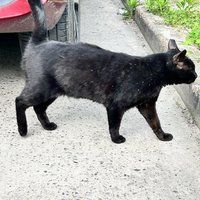 看见没，这只流浪的小黑猫，我们帮它做绝育了