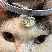 小猫咪也很爱美哦！