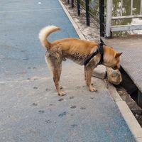 这狗没法要，直接丢进河里
