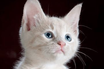 宠物猫名字文艺的