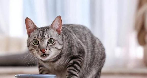 7个月猫咪的正常体重（宠物猫的身体管理指南）
