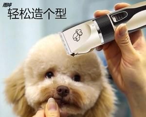 如何解决宠物狗毛色发暗问题（科学护理）