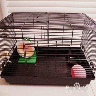 家养仓鼠应注意什么才不生病？