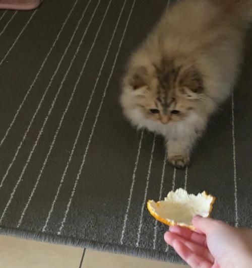 宠物猫为何总是偷人吃的菜（揭秘猫咪偷食的原因及如何防止）