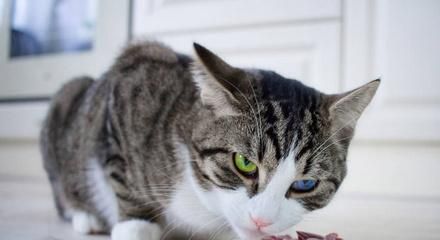 宠物猫为何总是偷人吃的菜（揭秘猫咪偷食的原因及如何防止）