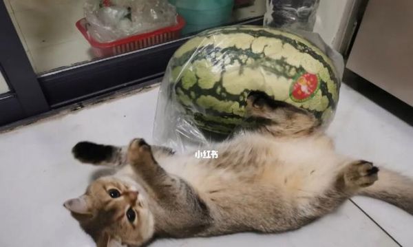 宠物猫为何总是偷人吃的菜（揭秘猫咪偷食的原因及如何防止）
