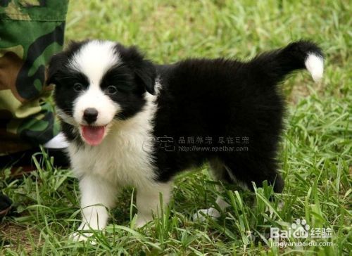 狗狗缺乏维生素会引起哪些疾病