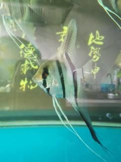 苏家屯长期出售伊莎贝尔苗和冰冻丰年虾