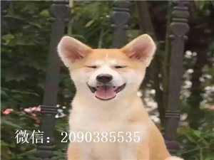 秋田纯种幼崽宝宝出售,毛色纯正,品相好,保健康
