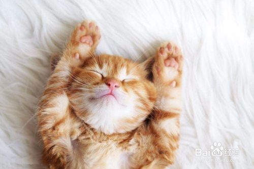 怎么判断猫是否怀孕了 猫怀孕怎么看