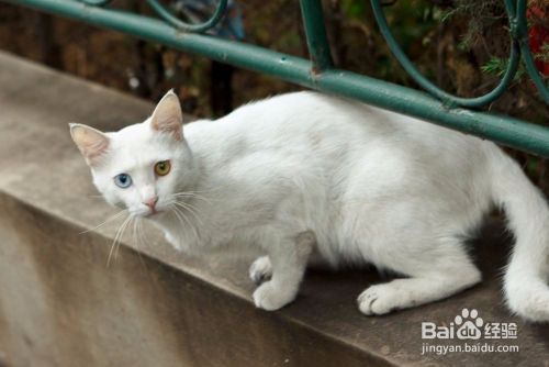 怎么判断猫是否怀孕了 猫怀孕怎么看