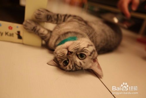怎么判断猫是否怀孕了 猫怀孕怎么看
