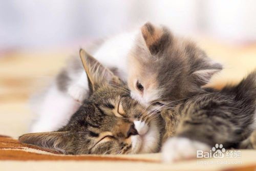怎么判断猫是否怀孕了 猫怀孕怎么看