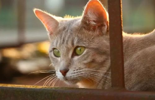 营养饲喂能让猫咪活到35岁