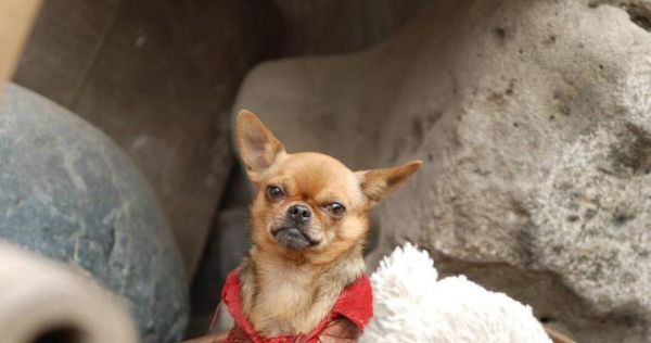 腊肠犬的寿命到底有多长？（以宠物为主，探究腊肠犬的寿命以及如何延长其寿命）
