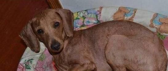 腊肠犬的寿命到底有多长？（以宠物为主，探究腊肠犬的寿命以及如何延长其寿命）