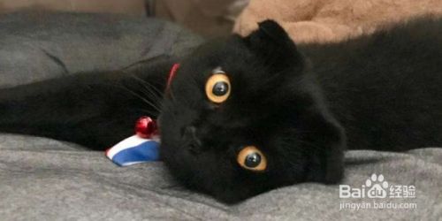 孟买猫的性格特点有哪些？