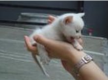 刚满月的小猫吃什么