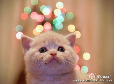 怎样养好新到家的小猫咪