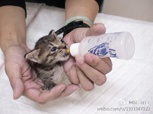 怎样养好新到家的小猫咪
