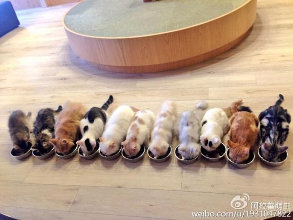 怎样养好新到家的小猫咪
