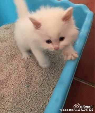 怎样养好新到家的小猫咪