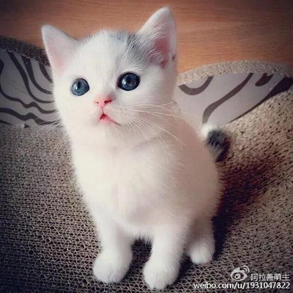 怎样养好新到家的小猫咪