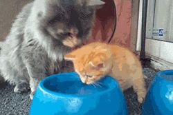 怎样养好新到家的小猫咪