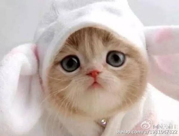 怎样养好新到家的小猫咪