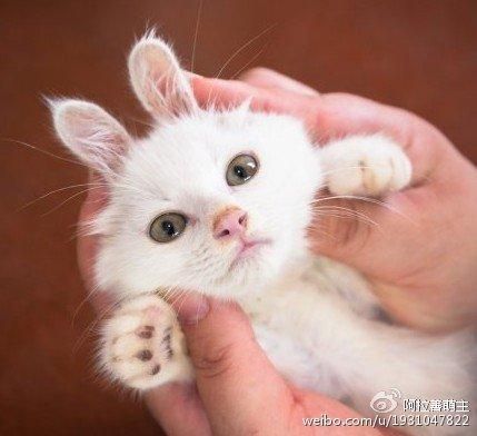 怎样养好新到家的小猫咪