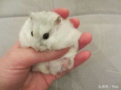怎么训练仓鼠随叫随到