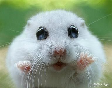 怎么训练仓鼠随叫随到