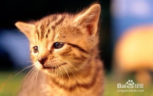 猫毛过敏的症状有哪些