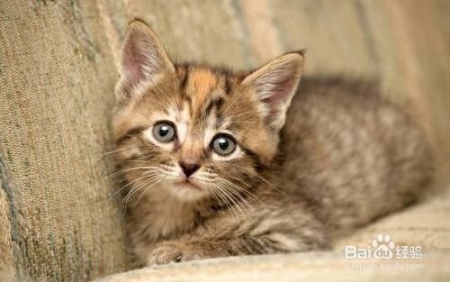 猫毛过敏的症状有哪些