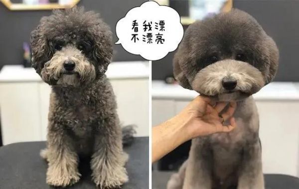 宠物美容如何选择专业的门店？这些挑选技巧要掌握