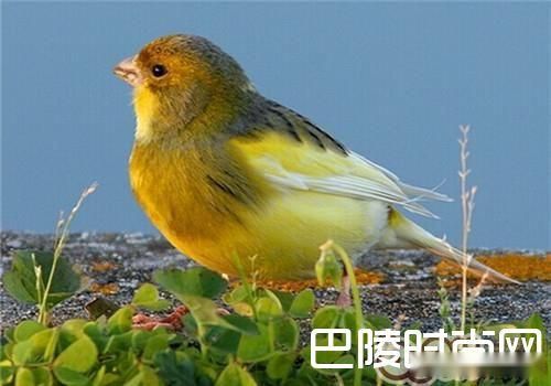 金丝雀价格及智商 金丝雀好养吗多少钱一只