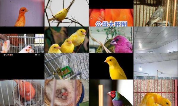 芙蓉鸟繁殖