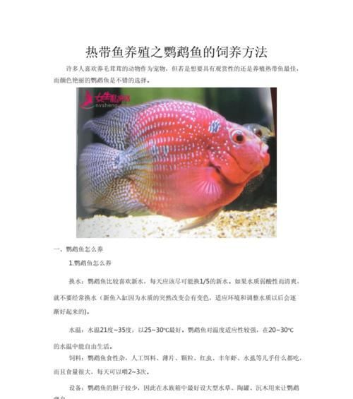 金翅雀的饲养方法全面解析（打造贴心宠物生活，从饲养金翅雀开始）
