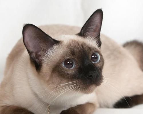 小猫后背毛粗糙的原因与解决方法（宠物毛发护理的重要性）